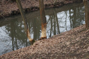 Ağaçlar Wuhle Nehri boyunca kunduzlar tarafından kemirildi ve kesildi. Berlin, Almanya  