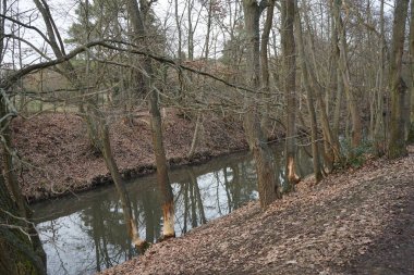 Ağaçlar Wuhle Nehri boyunca kunduzlar tarafından kemirildi ve kesildi. Berlin, Almanya  