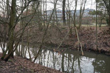 Ağaçlar Wuhle Nehri boyunca kunduzlar tarafından kemirildi ve kesildi. Berlin, Almanya  