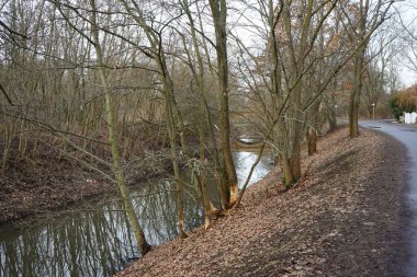 Ağaçlar Wuhle Nehri boyunca kunduzlar tarafından kemirildi ve kesildi. Berlin, Almanya  