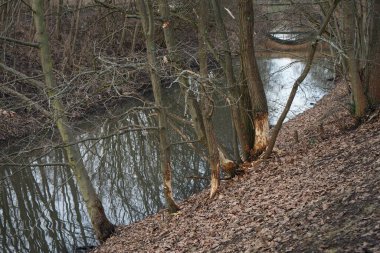 Ağaçlar Wuhle Nehri boyunca kunduzlar tarafından kemirildi ve kesildi. Berlin, Almanya  