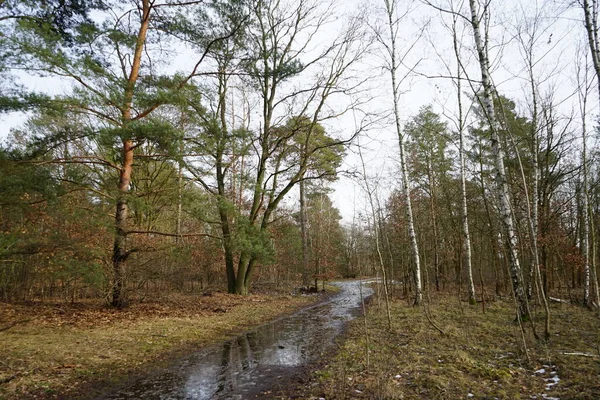 Şubat 'ta Berlin ormanlarında erime. Berlin, Almanya 