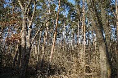 Kışın Berlin ormanındaki bir ağaçta kuş evi. Berlin, Almanya  
