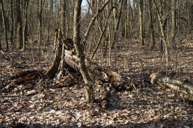 Güneşli bir şubat gününde Berlin ormanı. Berlin, Almanya   