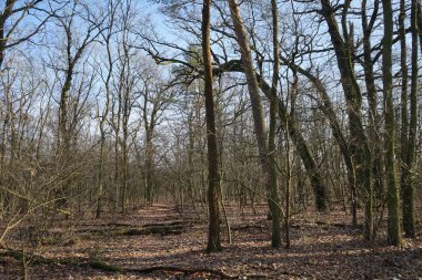 Güneşli bir şubat gününde Berlin ormanı. Berlin, Almanya   