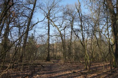 Güneşli bir şubat gününde Berlin ormanı. Berlin, Almanya   