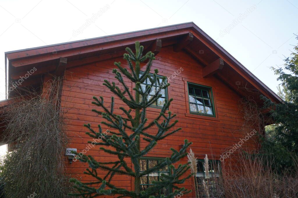 Araucaria is a genus of evergreen coniferous trees in the family Araucariaceae. Berlin, Germany