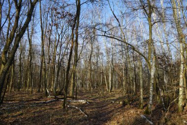 Güneşli bir şubat gününde Berlin ormanı. Berlin, Almanya   