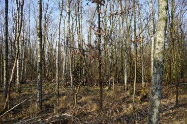 Güneşli bir şubat gününde Berlin ormanı. Berlin, Almanya   