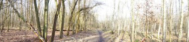 Fotoğraf panoraması. Güneşli bir şubat gününde Berlin ormanı. Berlin, Almanya 