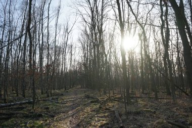 Güneşli bir şubat gününde Berlin ormanı. Berlin, Almanya  