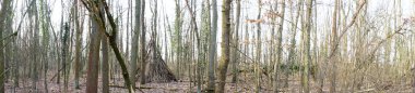 Fotoğraf panoraması. Güneşli bir şubat gününde Berlin ormanı. Berlin, Almanya 