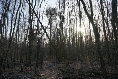 Güneşli bir şubat gününde Berlin ormanı. Berlin, Almanya  