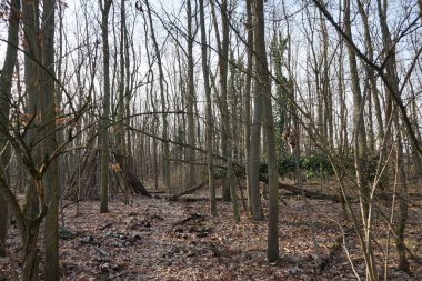 Güneşli bir şubat gününde Berlin ormanı. Berlin, Almanya  