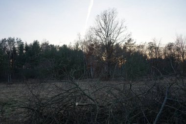 İç organları, yoğunlaşma izleri, mavi gökyüzüne karşı. İç kanatlar ya da buhar izleri uçak motoru egzozu ya da hava basıncındaki değişimlerden kaynaklanan çizgi şeklindeki bulutlardır..  