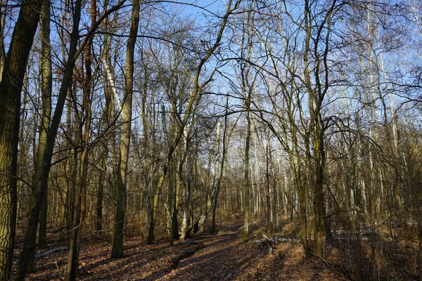 Güneşli bir şubat gününde Berlin ormanı. Berlin, Almanya   