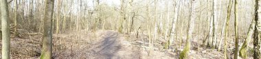 Fotoğraf panoraması. Güneşli bir şubat gününde Berlin ormanı. Berlin, Almanya  
