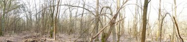 Fotoğraf panoraması. Güneşli bir şubat gününde Berlin ormanı. Berlin, Almanya  
