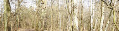 Fotoğraf panoraması. Güneşli bir şubat gününde Berlin ormanı. Berlin, Almanya    