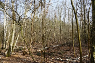 Güneşli bir şubat gününde Berlin ormanı. Berlin, Almanya   