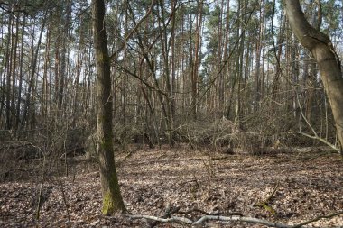 Güneşli bir şubat gününde Berlin ormanı. Berlin, Almanya   