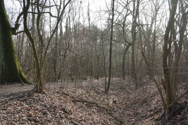  Güneşli bir şubat gününde Berlin ormanı. Berlin, Almanya   