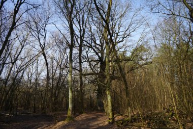  Güneşli bir şubat gününde Berlin ormanı. Berlin, Almanya   