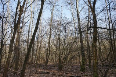  Güneşli bir şubat gününde Berlin ormanı. Berlin, Almanya   
