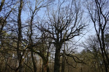  Güneşli bir şubat gününde Berlin ormanı. Berlin, Almanya   