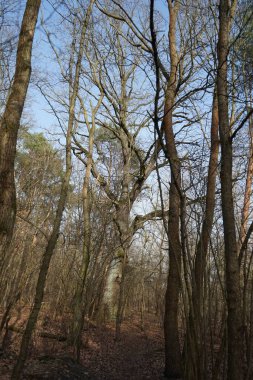  Güneşli bir şubat gününde Berlin ormanı. Berlin, Almanya   