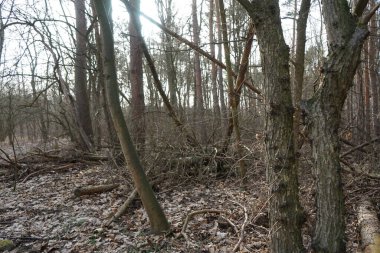 Güneşli bir şubat gününde Berlin ormanı. Berlin, Almanya   