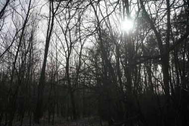 Güneşli bir şubat gününde Berlin ormanı. Berlin, Almanya   