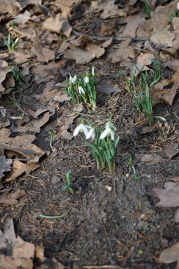 Kar damlaları, Galanthus nivalis, ormanın kenarında yetişir. Berlin, Almanya
