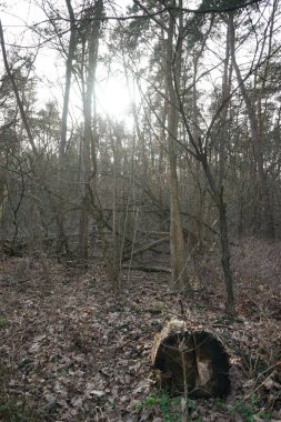 Güneşli bir şubat gününde Berlin ormanı. Berlin, Almanya   