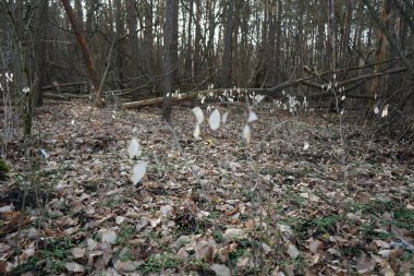 Şubat ayında Berlin ormanında gümüş sikke şeklinde yaprakları olan Lunaria Annua. Berlin, Almanya  