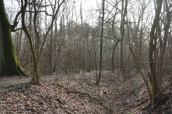  Güneşli bir şubat gününde Berlin ormanı. Berlin, Almanya   