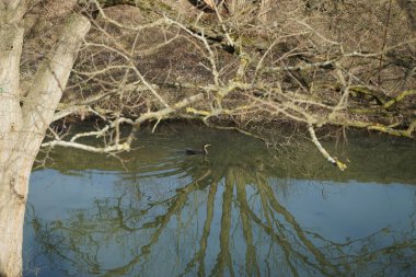 Wuhle Nehri 'nde karabataklar yaşar. Marzahn-Hellersdorf, Berlin, Almanya 