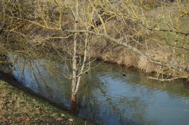 Wuhle Nehri 'nde karabataklar yaşar. Marzahn-Hellersdorf, Berlin, Almanya 