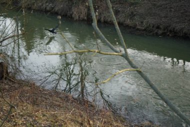 Wuhle Nehri üzerinde karabatak uçar. Marzahn-Hellersdorf, Berlin, Almanya