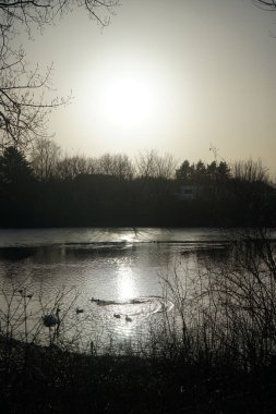Şubat ayı sonunda Wuhlesee Gölü 'nde beyaz kuğular ve yaban ördekleri. Marzahn-Hellersdorf, Berlin, Almanya 