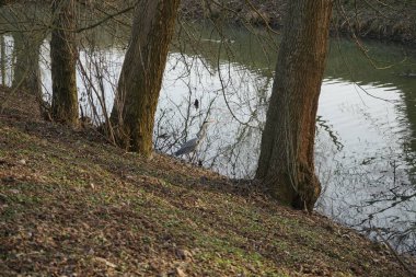 Heron, Şubat ayı sonunda nehir kıyısında. Marzahn-Hellersdorf, Berlin, Almanya 