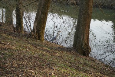 Heron, Şubat ayı sonunda nehir kıyısında. Marzahn-Hellersdorf, Berlin, Almanya 