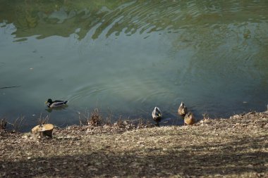 Mallard Şubat ayı sonunda Wuhle nehrinin kıyısında ördek gibi yüzer. Berlin, Almanya 