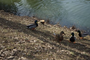 Mallard Şubat ayı sonunda Wuhle nehrinin kıyısında ördek gibi yüzer. Berlin, Almanya 