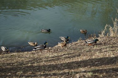 Mallard Şubat ayı sonunda Wuhle nehrinin kıyısında ördek gibi yüzer. Berlin, Almanya 
