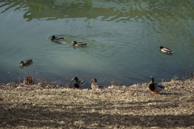 Mallard Şubat ayı sonunda Wuhle nehrinin kıyısında ördek gibi yüzer. Berlin, Almanya 