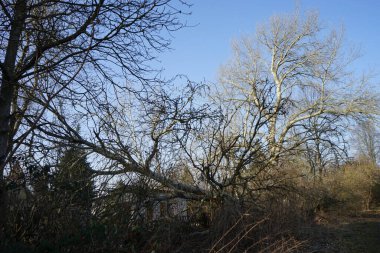 Ağaç bahçe evinin üzerine düştü. Marzahn-Hellersdorf, Berlin, Almanya 