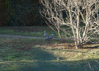 Mart bahçesindeki güvercin kuşları. Kolomb palumbus güvercini güvercin ve güvercin familyasının büyük bir türüdür. Berlin, Almanya 