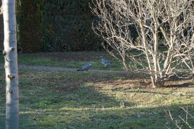 Mart bahçesindeki güvercin kuşları. Kolomb palumbus güvercini güvercin ve güvercin familyasının büyük bir türüdür. Berlin, Almanya 
