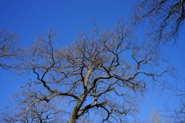 Mart ayı başında Mittelheide Ormanı 'nda yürüyüş. Mittelheide, Berlin, Almanya  